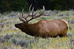 The Utah Elk Hunter - Home